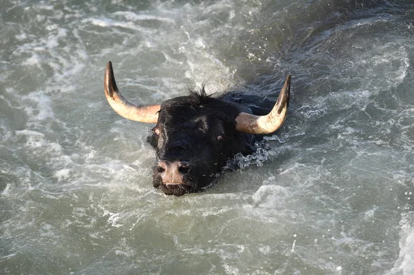 Toro Agua — Foto de Stock