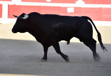 bullring büyük boynuzları olan İspanyol boğa