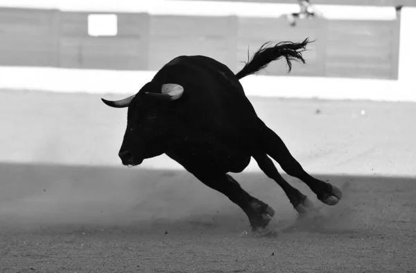 Bullring Büyük Boynuzları Olan Spanyol Boğa — Stok fotoğraf