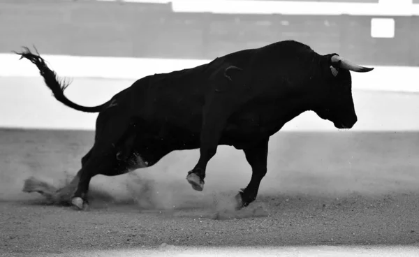 Spagnolo Toro Bullring Con Grandi Corna — Foto Stock