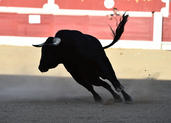 Touro Espanhol Tournée Com Chifres Grandes — Fotografia de Stock