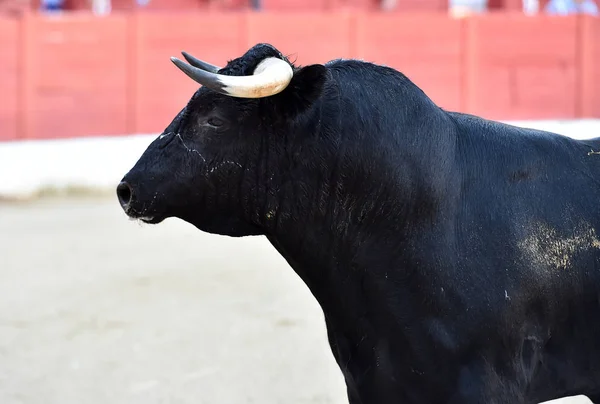 Taureau Espagnol Arène Avec Grandes Cornes — Photo