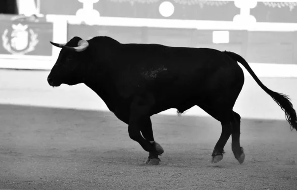 Touro Espanhol Tournée Com Chifres Grandes — Fotografia de Stock