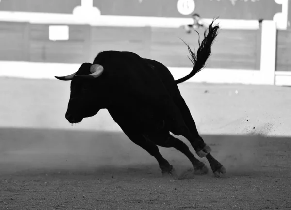 大きな角を持つ闘牛場でスペイン — ストック写真