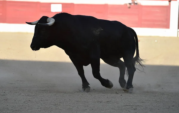 西班牙公牛在斗牛场与大角 — 图库照片
