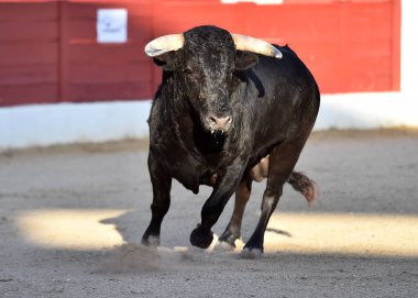 bullring büyük boynuzları olan İspanyol boğa