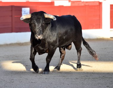 bullring büyük boynuzları olan İspanyol boğa