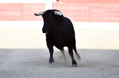 bullring büyük boynuzları olan İspanyol boğa
