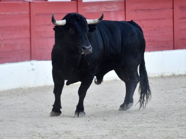 bullring büyük boynuzları olan İspanyol boğa