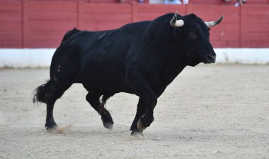 bullring büyük boynuzları olan İspanyol boğa