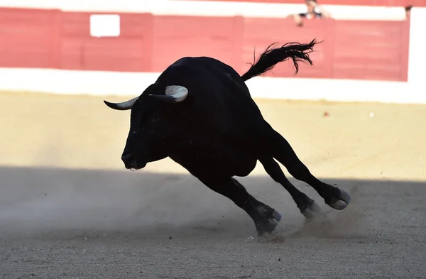 Touro Espanhol Tournée Com Chifres Grandes — Fotografia de Stock