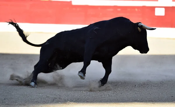 Spanska Tjuren Tjurfäktningsarenan Med Stora Horn — Stockfoto