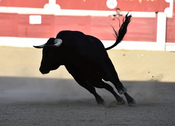 Spagnolo Toro Bullring Con Grandi Corna — Foto Stock