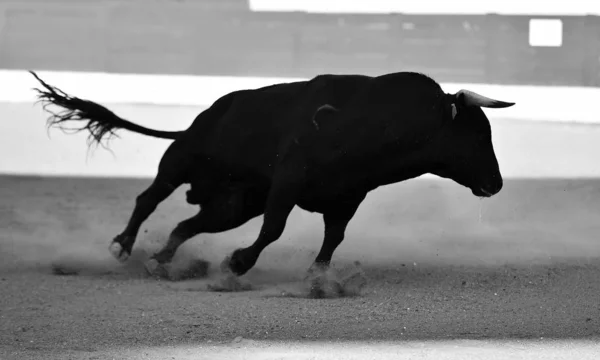 Spagnolo Toro Bullring Con Grandi Corna — Foto Stock