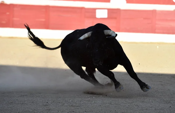 Touro Espanhol Tournée Com Chifres Grandes — Fotografia de Stock