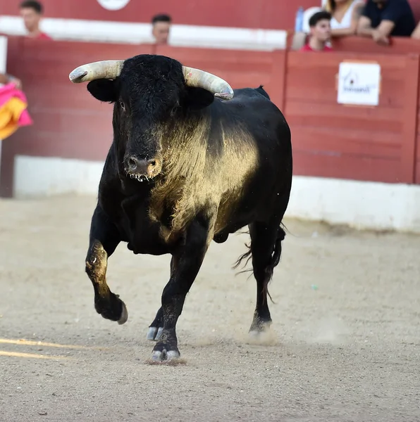 Toro Español Plaza Toros Con Cuernos Grandes —  Fotos de Stock