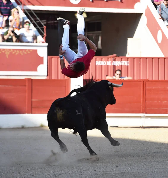 Toro Español Plaza Toros Con Cuernos Grandes — Foto de Stock