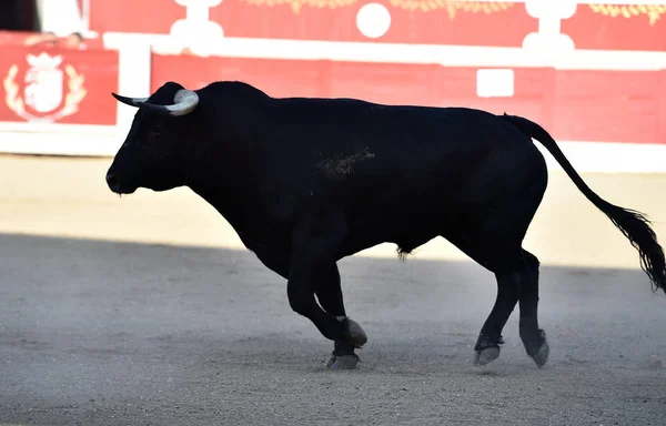 Ισπανικά Ταύρος Στην Αρένα Ταυρομαχιών Μεγάλα Κέρατα — Φωτογραφία Αρχείου