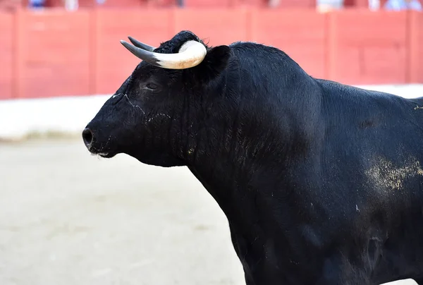Bullring Büyük Boynuzları Olan Spanyol Boğa — Stok fotoğraf