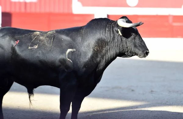 Hiszpański Byk Arena Walki Byków Duże Rogi — Zdjęcie stockowe