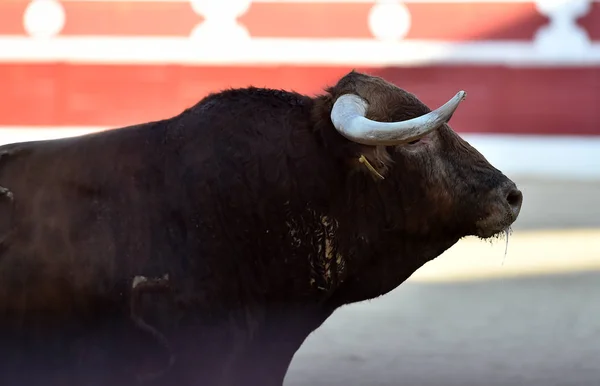 Spanish Bull Bullring Big Horns — Stock Photo, Image