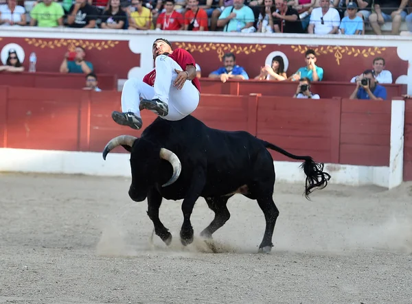 Bullring Büyük Boynuzları Olan Spanyol Boğa — Stok fotoğraf