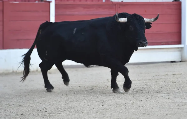西班牙公牛在斗牛场与大角 — 图库照片