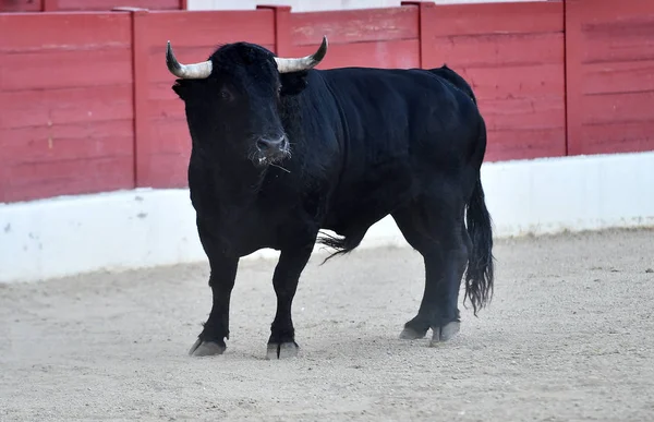 Taureau Espagnol Arène Avec Grandes Cornes — Photo