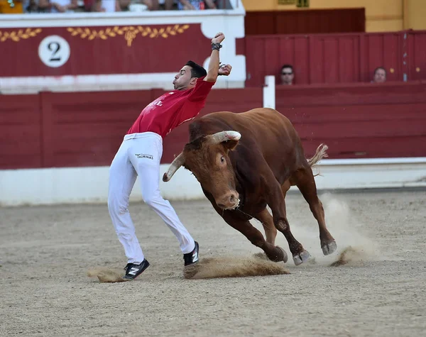 Taureau Espagnol Arène Avec Grandes Cornes — Photo