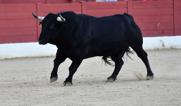 大きな角を持つ闘牛場でスペイン — ストック写真