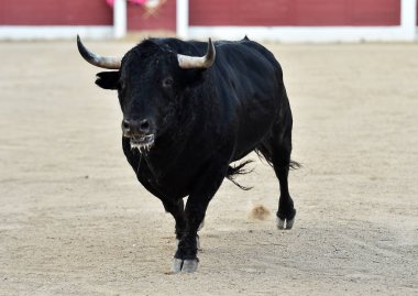 geleneksel gözlük İspanya boğa güreşi