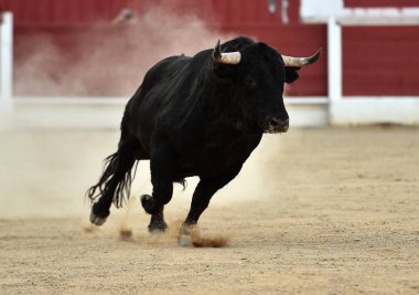 geleneksel gözlük İspanya boğa güreşi