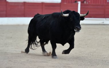geleneksel gözlük İspanya boğa güreşi