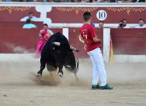 Corridas Toros España Espectáculo Tradicional —  Fotos de Stock