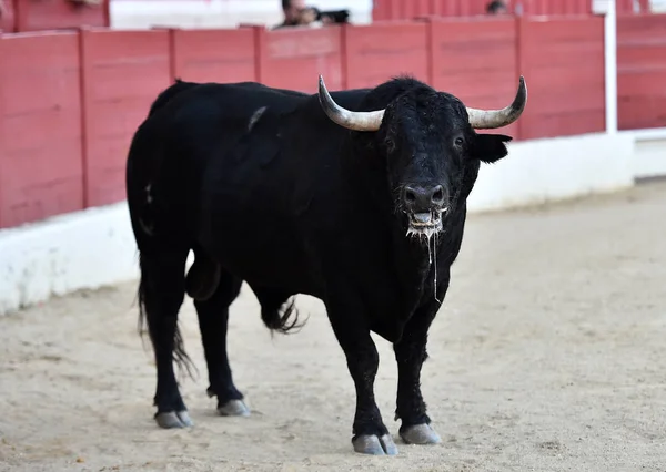 Tjurfäktning Spanien Traditionella Spektakel — Stockfoto