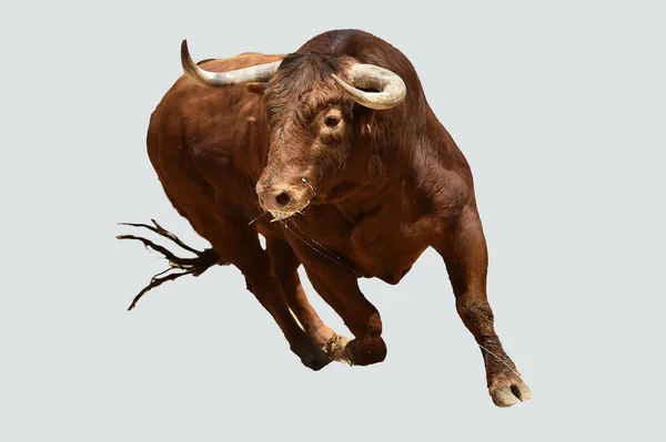 西班牙公牛在传统的奇观 在西班牙的斗牛 — 图库照片