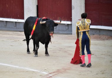 İspanya boğa güreşinde geleneksel gösteride İspanyol boğa