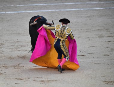 İspanya boğa güreşinde geleneksel gösteride İspanyol boğa