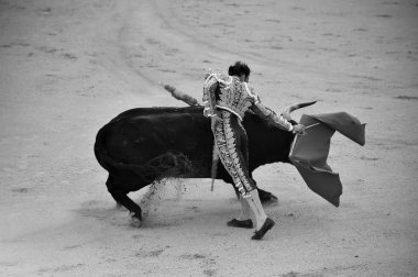 İspanya boğa güreşinde geleneksel gösteride İspanyol boğa