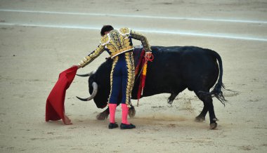 İspanya boğa güreşinde geleneksel gösteride İspanyol boğa