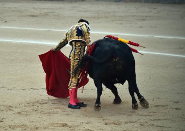 İspanya boğa güreşinde geleneksel gösteride İspanyol boğa