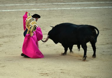 İspanya boğa güreşinde geleneksel gösteride İspanyol boğa