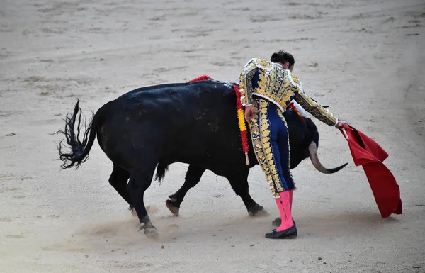 Spanya Boğa Güreşinde Geleneksel Gösteride Spanyol Boğa — Stok fotoğraf