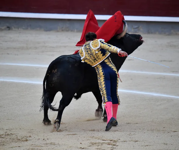 Spanya Boğa Güreşinde Geleneksel Gösteride Spanyol Boğa — Stok fotoğraf