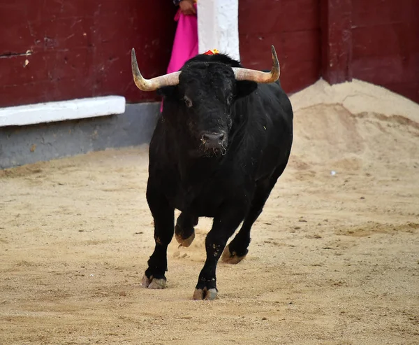 Touro Espanhol Espetáculo Tradicional Praça Touros Espanha — Fotografia de Stock