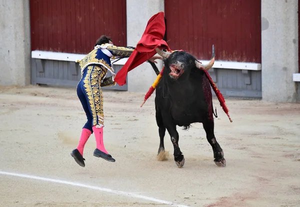 Spansk Tjur Traditionell Spektakel Tjurfäktningsarenan Spanien — Stockfoto