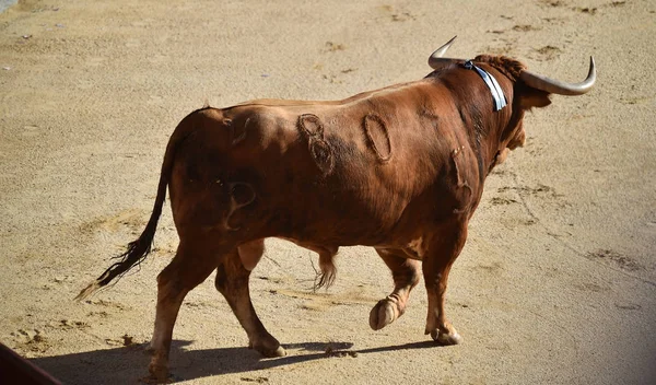 Tauromaquia Española Con Toro Con Cuernos Grandes — Foto de Stock