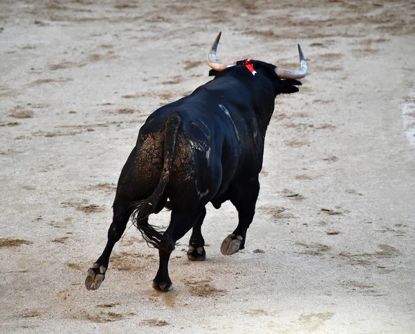 Büyük Boynuzları Ile Boğa Ile Spanyol Boğa Güreşi — Stok fotoğraf