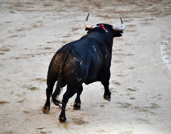 大きな角を持つ雄牛とスペインの闘牛 — ストック写真