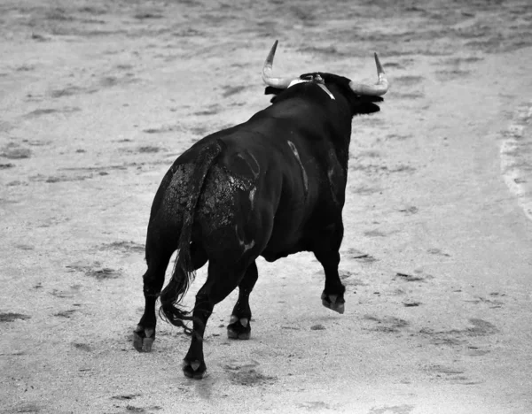 Corrida Espagnole Avec Taureau Grosses Cornes — Photo